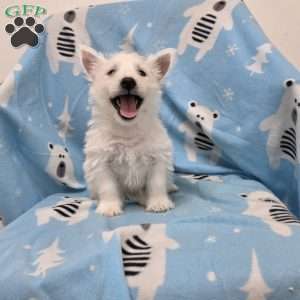 Parker, West Highland Terrier Puppy