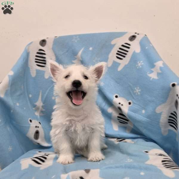 Parker, West Highland Terrier Puppy