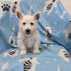Parker, West Highland Terrier Puppy