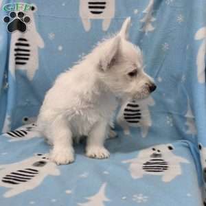 Parker, West Highland Terrier Puppy