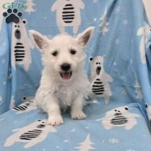 Parker, West Highland Terrier Puppy