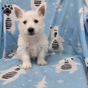 Parker, West Highland Terrier Puppy