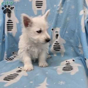 Parker, West Highland Terrier Puppy
