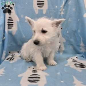 Parker, West Highland Terrier Puppy