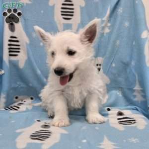 Parker, West Highland Terrier Puppy