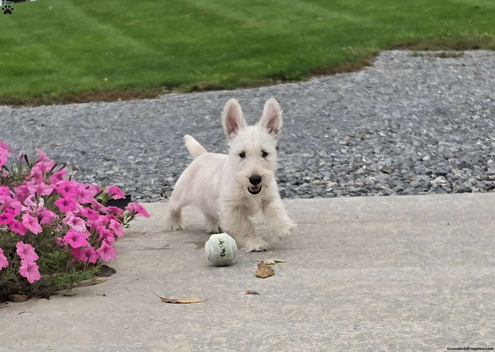 Vivian