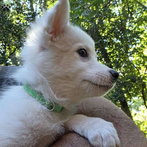 bear, American Eskimo Puppy