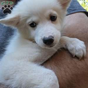 bear, American Eskimo Puppy
