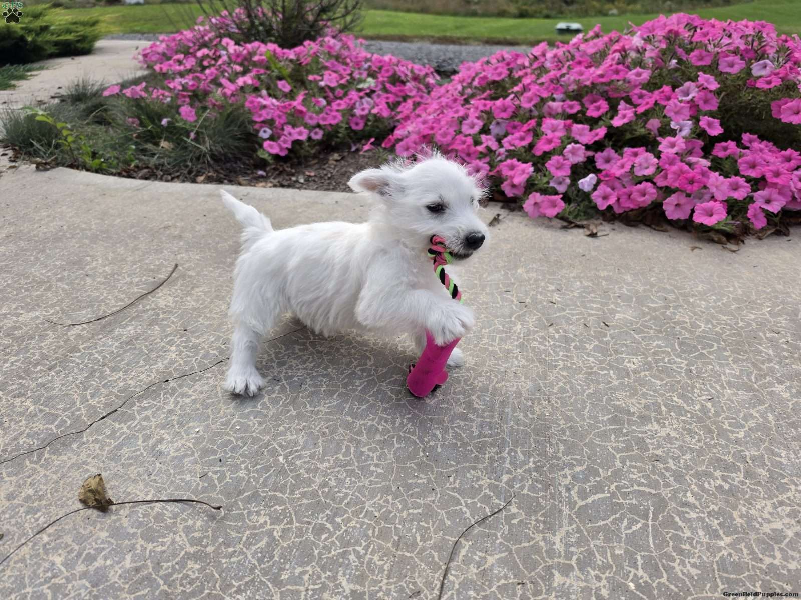 Parker, West Highland White Terrier