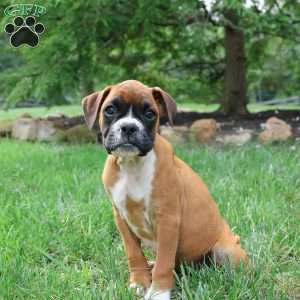 Maple, Boxer Puppy