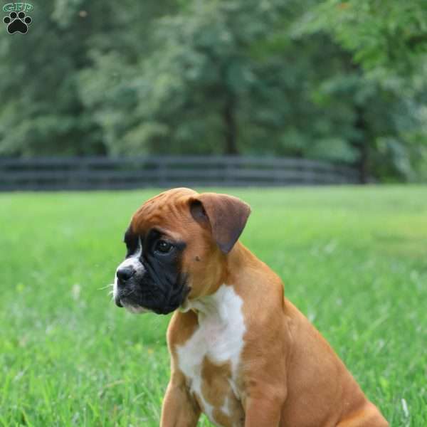 Maple, Boxer Puppy