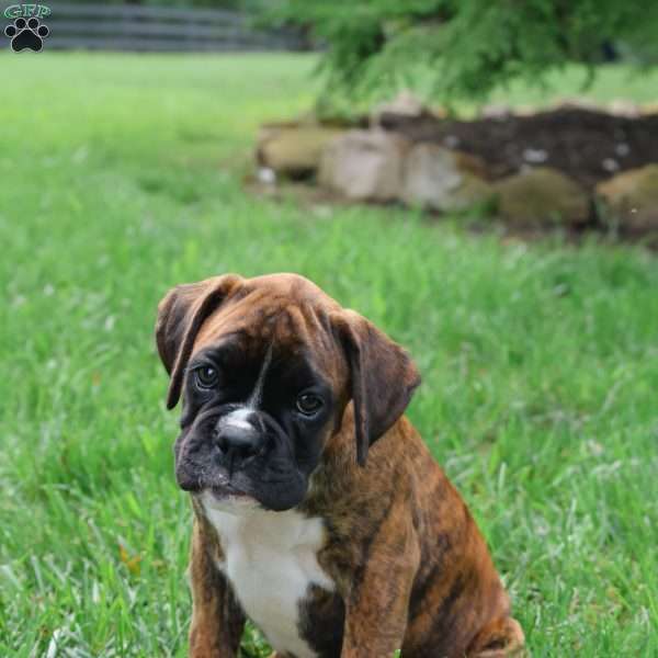 Mason, Boxer Puppy