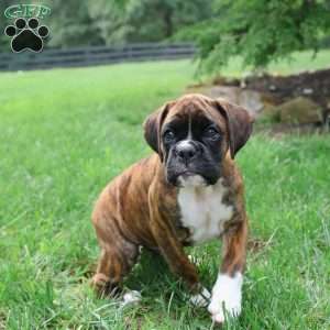 Mason, Boxer Puppy