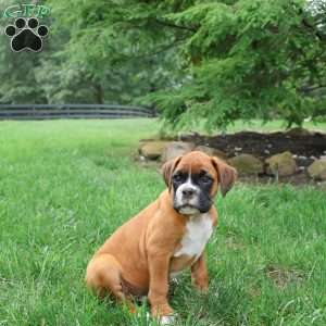 Miles, Boxer Puppy