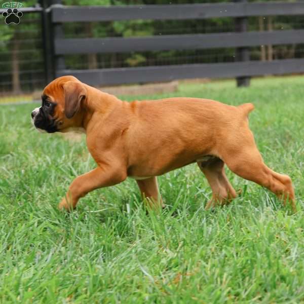 Miles, Boxer Puppy