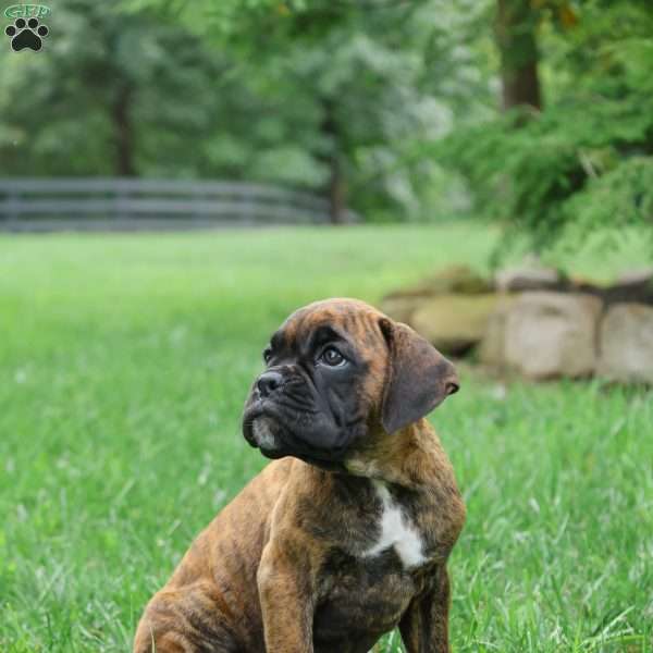 Macy, Boxer Puppy