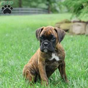 Macy, Boxer Puppy