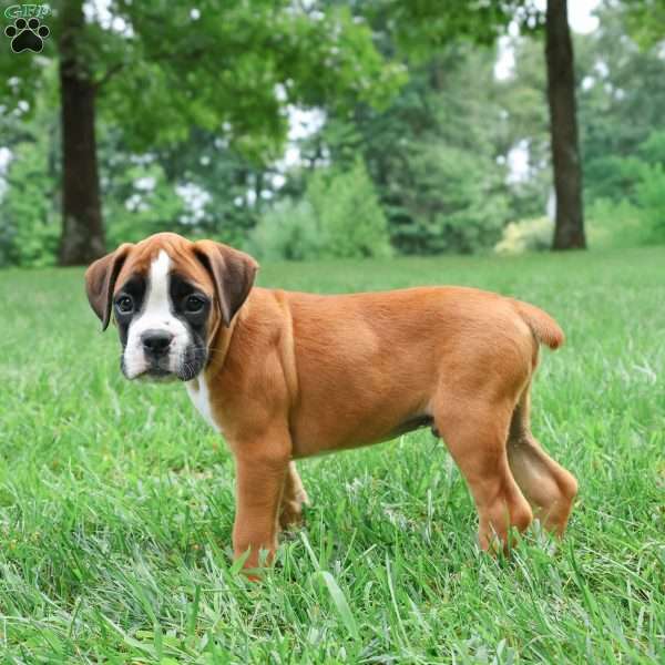 Monty, Boxer Puppy