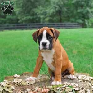 Monty, Boxer Puppy
