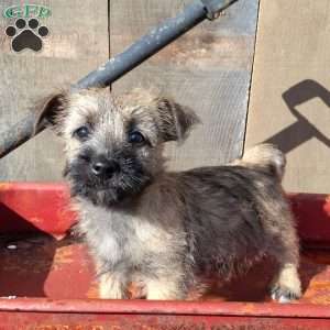 Abby, Cairn Terrier Puppy