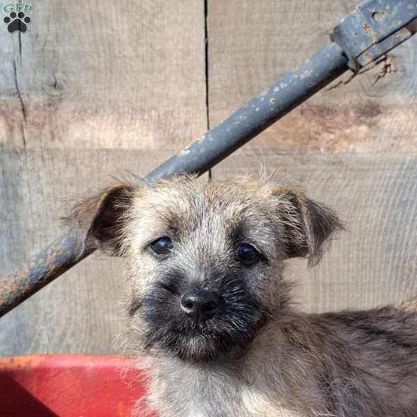 Abby, Cairn Terrier Puppy