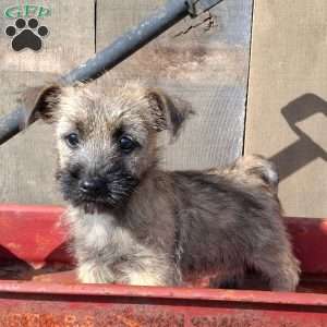 Abby, Cairn Terrier Puppy
