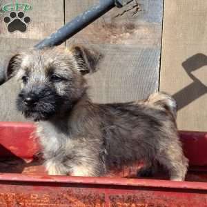Abby, Cairn Terrier Puppy