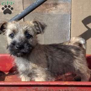 Abby, Cairn Terrier Puppy