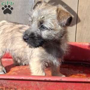 Abby, Cairn Terrier Puppy