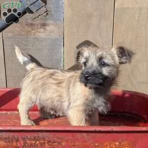 Abby, Cairn Terrier Puppy