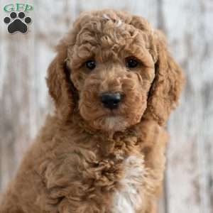 Trevor, Mini Labradoodle Puppy