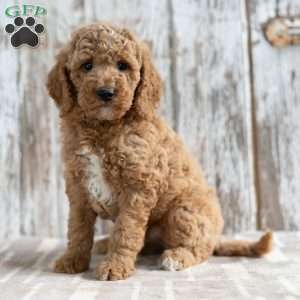 Trevor, Mini Labradoodle Puppy