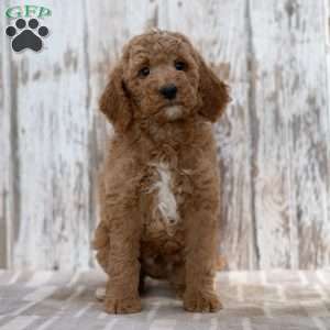 Trevor, Mini Labradoodle Puppy