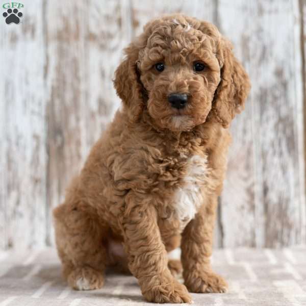 Trevor, Mini Labradoodle Puppy