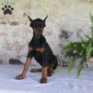 Spot, Doberman Pinscher Puppy