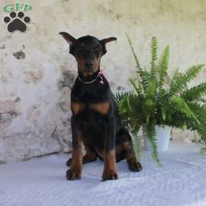 Sheila, Doberman Pinscher Puppy