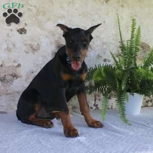 Simba, Doberman Pinscher Puppy