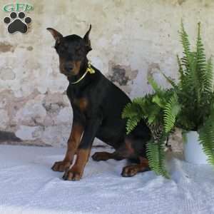Sparky, Doberman Pinscher Puppy