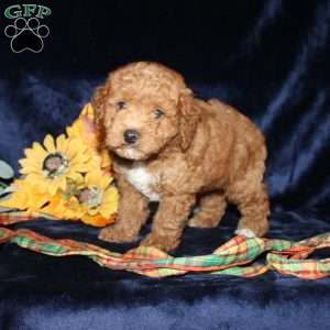 Abner, Mini Goldendoodle Puppy