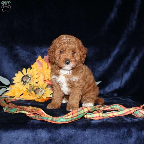Alexis, Mini Goldendoodle Puppy