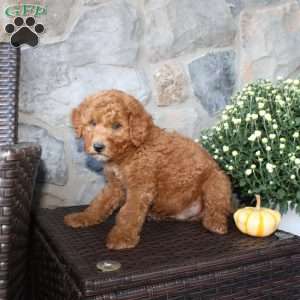 Teddy, Mini Aussiedoodle Puppy