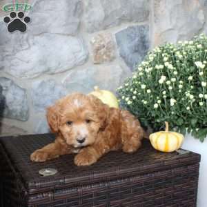 Tina, Mini Aussiedoodle Puppy