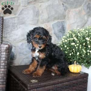 Tanya, Mini Aussiedoodle Puppy