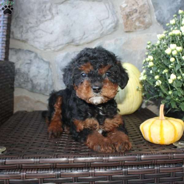 Tasha, Mini Aussiedoodle Puppy