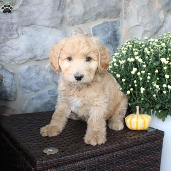 Tinker, Mini Aussiedoodle Puppy