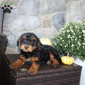Tommy, Mini Aussiedoodle Puppy