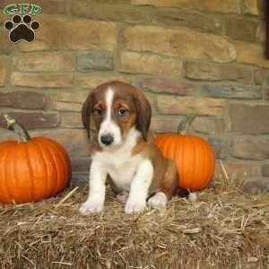 Autumn, Basset Hound Mix Puppy