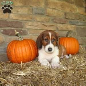 Austin, Basset Hound Mix Puppy
