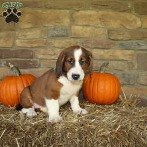 Atlas, Basset Hound Mix Puppy