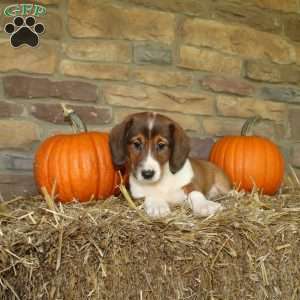 Aspen, Basset Hound Mix Puppy